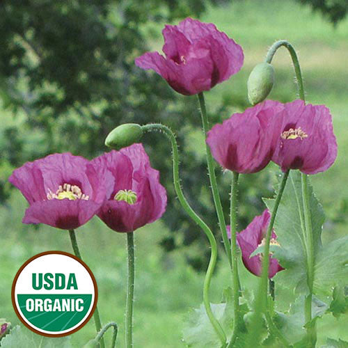 Seed Savers - Hungarian Blue Breadseed Poppy