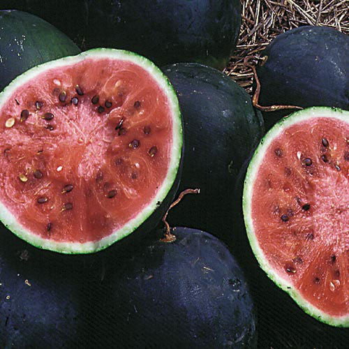 Seed Savers - Small Shining Light Watermelon