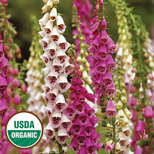 Seed Savers - Giant Spotted Foxglove