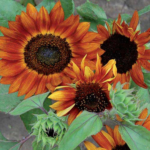 Seed Savers - Velvet Queen Sunflower