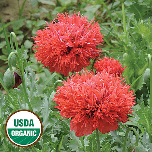 Seed Savers - Chima Family Heirloom Poppy