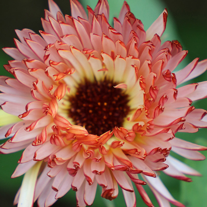 Seed Savers - Touch of Red Buff Calendula