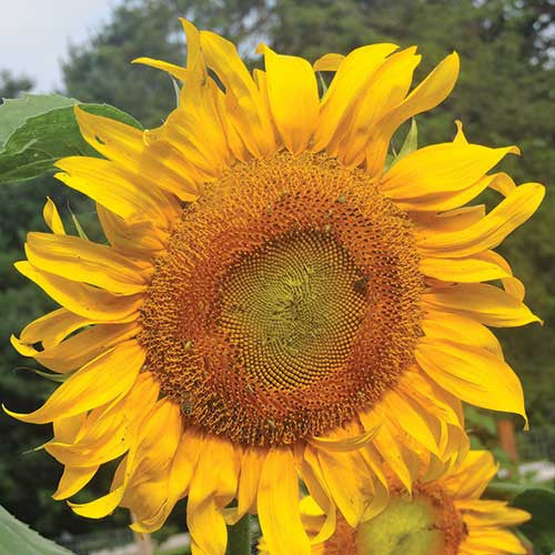 Seed Savers - Mammoth Russian Sunflower