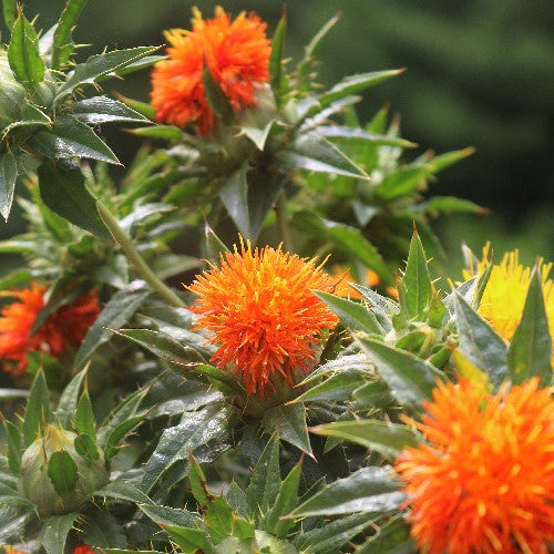 Seed Savers - Lorenzo Trussoni Safflower