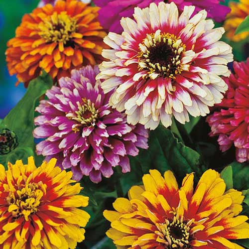 Seed Savers - Whirlygig Mix Zinnia Flower