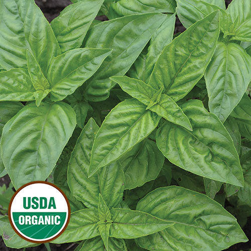 Seed Savers - Genovese Basil