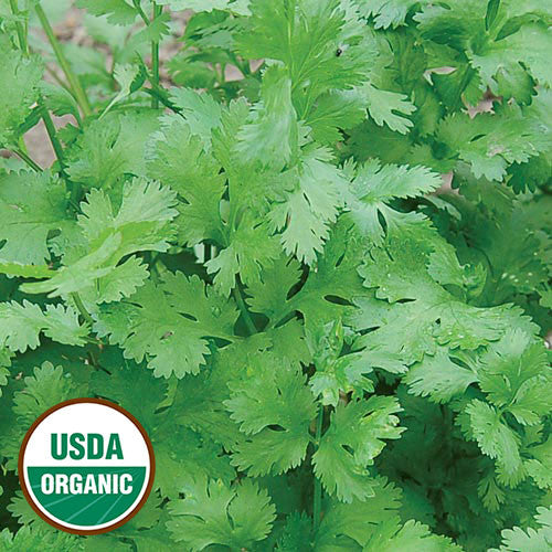 Seed Savers - Cilantro