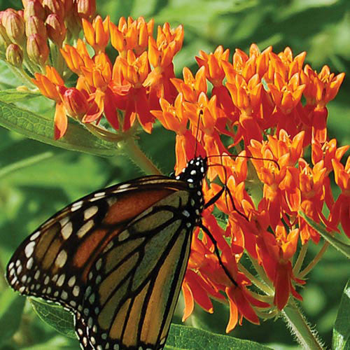 Seed Savers - Butterflyweed