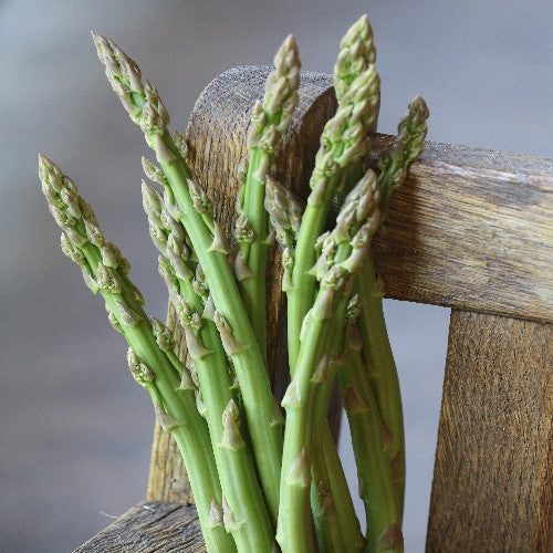 Seed Savers - Three Pound Coffee Asparagus