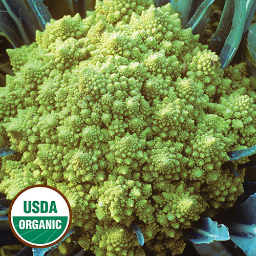 Seed Savers - Romanesco Cauliflower