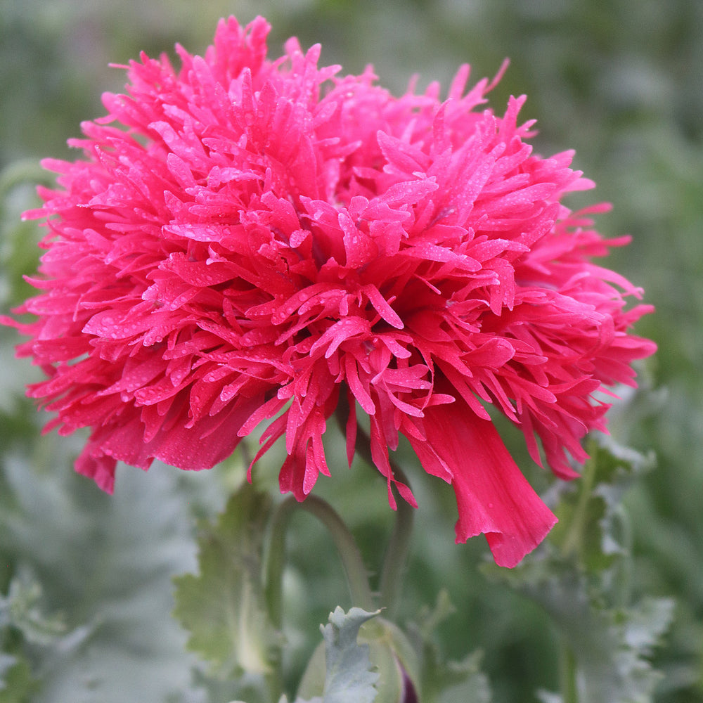 Seed Savers - Gatterman Heirloom Poppy