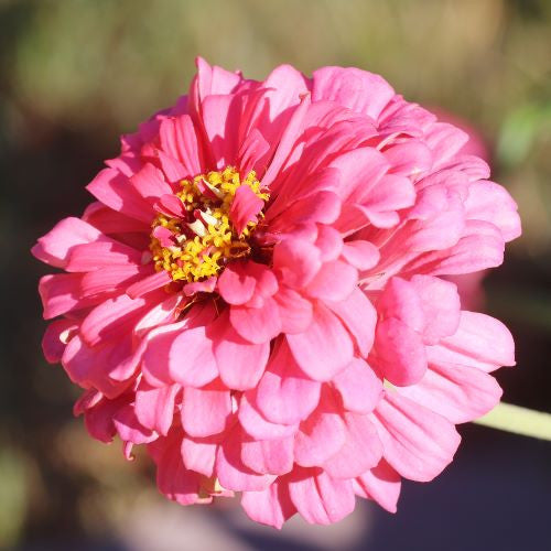 Seed Savers - Luminosa Zinnia