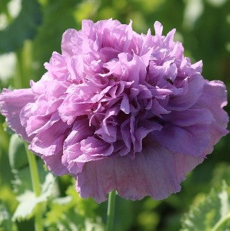 Seed Savers - Lavender Double Poppy