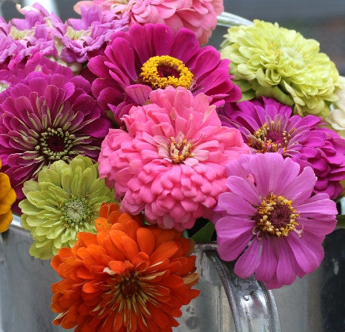 Seed Savers - Zinnia Mix