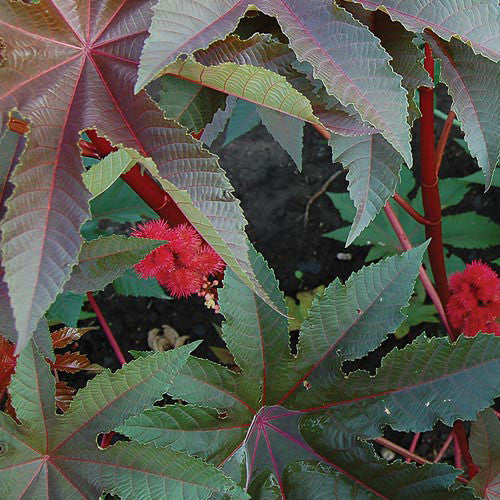 Seed Savers - Gibsonii Castor Bean