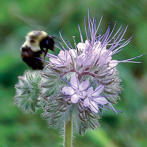 Seed Savers - Bee's Friend