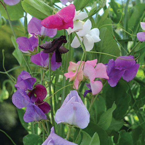 Seed Savers - Sweet Pea Grandiflora Mix