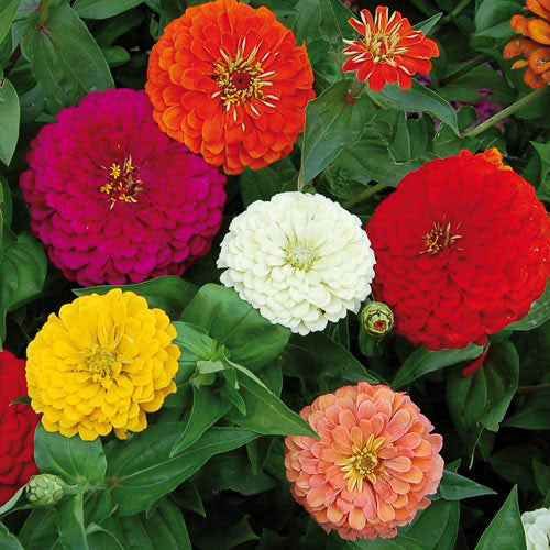 Seed Savers - Benary's Giant Zinnia