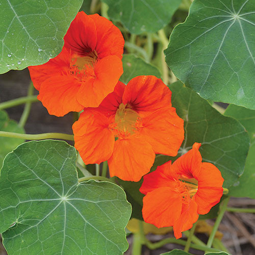 Seed Savers - Empress of India Nasturtium