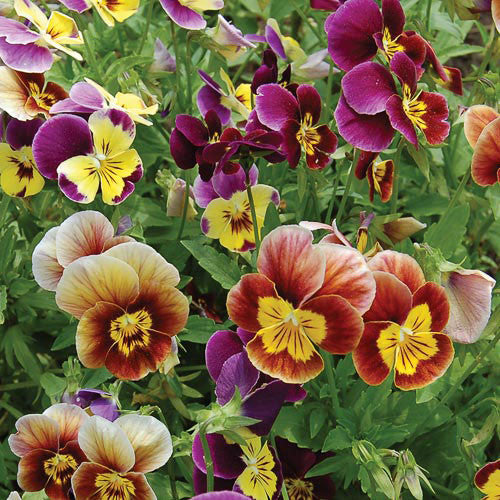 Seed Savers - Historic Pansies Mix