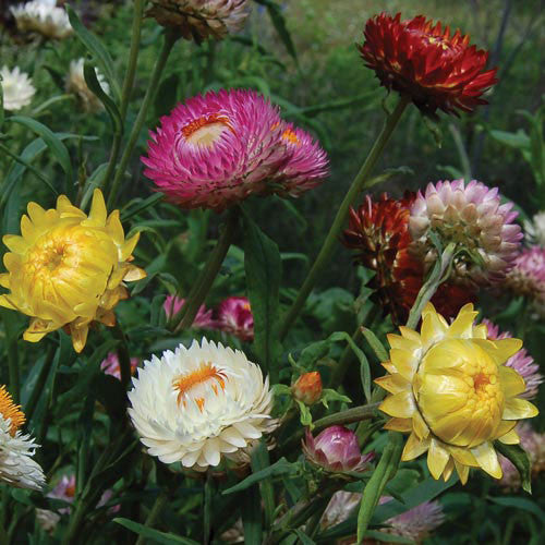 Seed Savers - Strawflower Mix