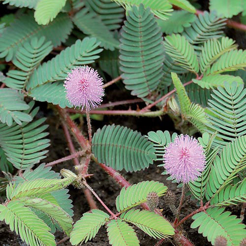 Seed Savers - Mimosa Sensitive Plant