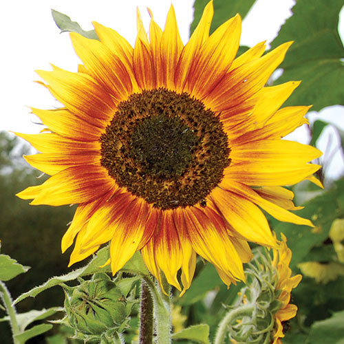 Seed Savers - Ring of Fire Sunflower