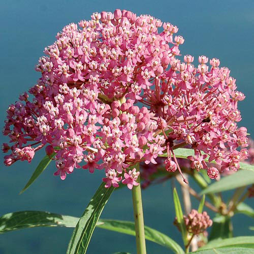 Seed Savers - Milkweed Red