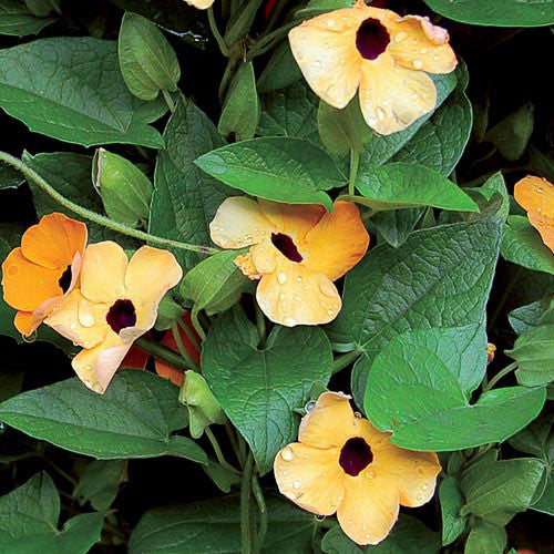 Seed Savers - Black-Eyed Susan Vine