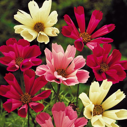 Seed Savers - Sea Shells Cosmos Mix