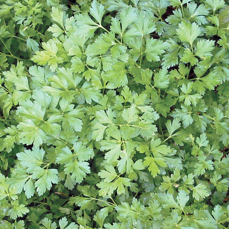 Native Seeds Search - Italian Parsley