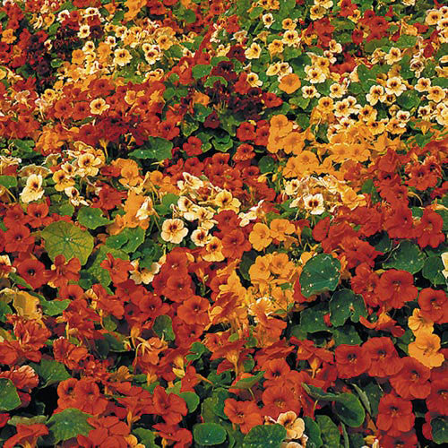 Seed Savers - Tip Top Nasturtium