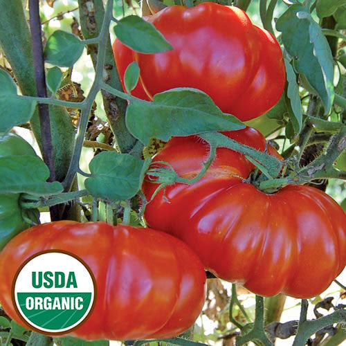 Seed Savers - Rosso Sicilian Tomato