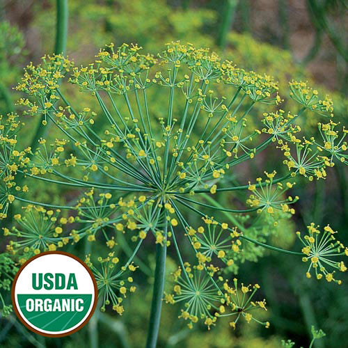 Seed Savers - Dill Bouquet