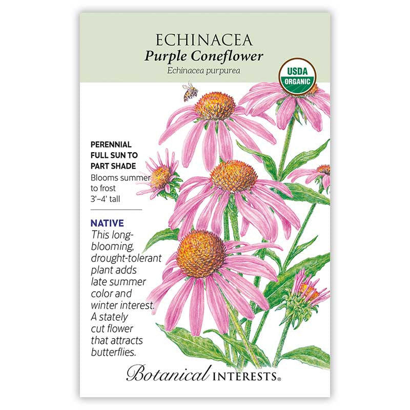 Botanical Interests - Purple Coneflower Echinacea