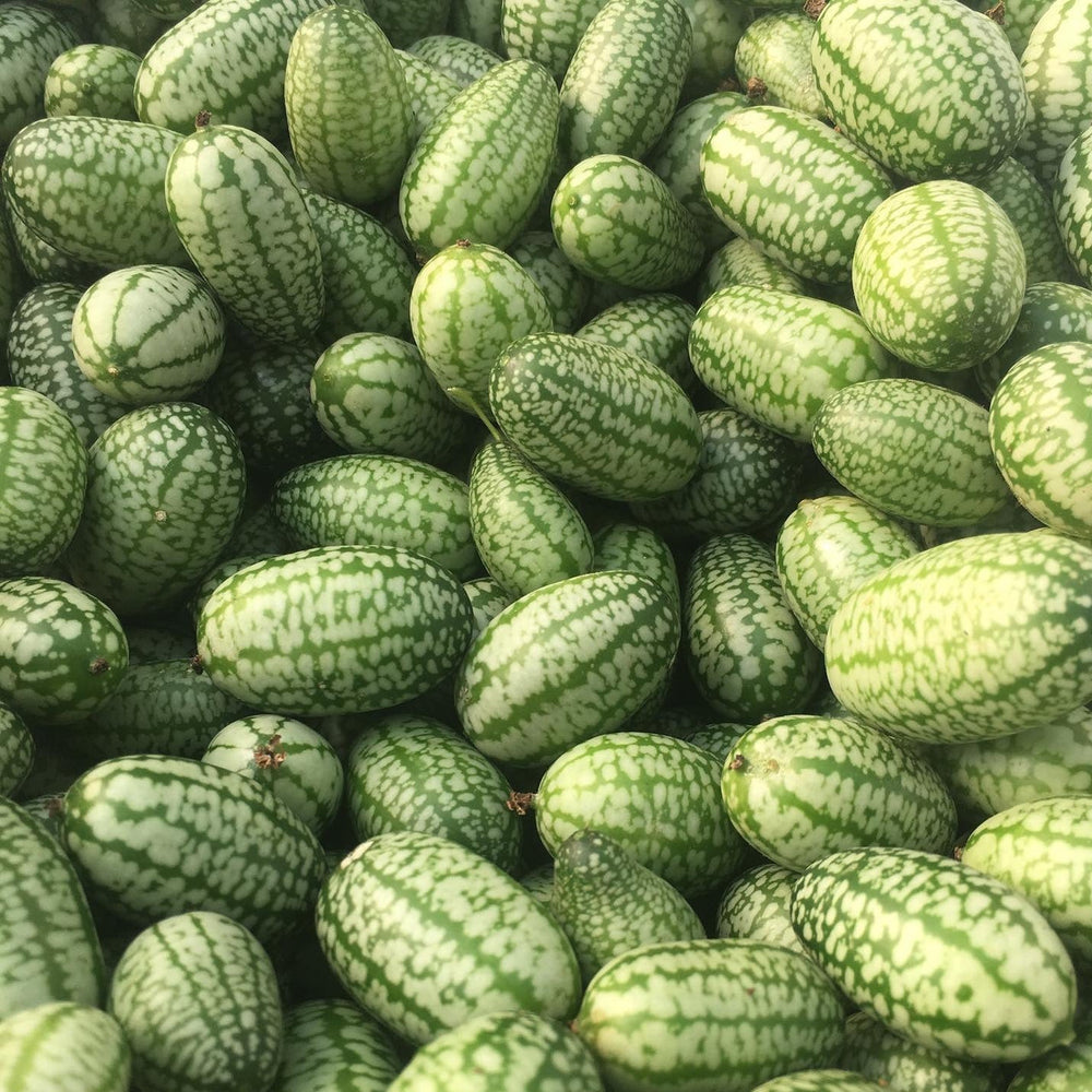 True Love Seeds - Cucamelon