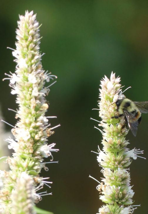 Prairie Moon Nursery - Purple Giant Hyssop