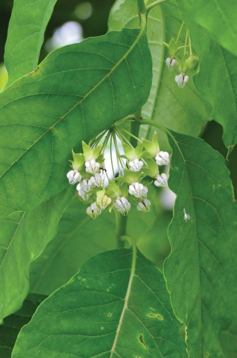 Prairie Moon Nursery - Poke Milkweed