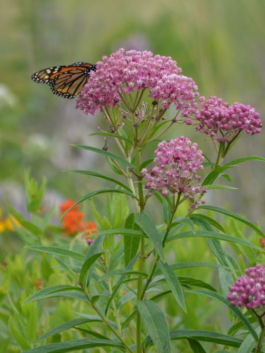 Prairie Moon Nursery - Rose Milkweed