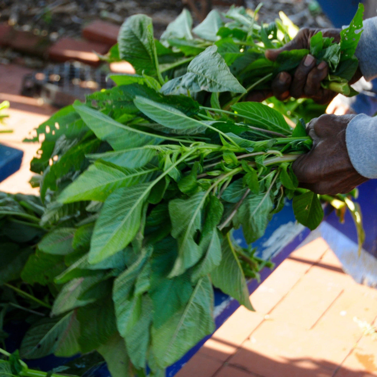 True Love Seeds - Callaloo (Amaranth)