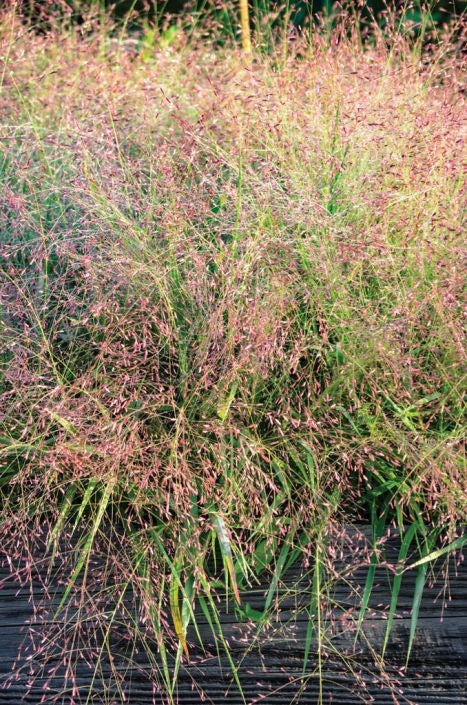 Prairie Moon Nursery - Purple Love Grass