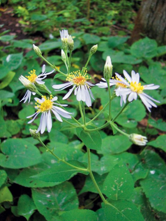 Prairie Moon Nursery - Big-Leaved Aster