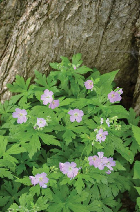 Prairie Moon Nursery - Wild Geranium