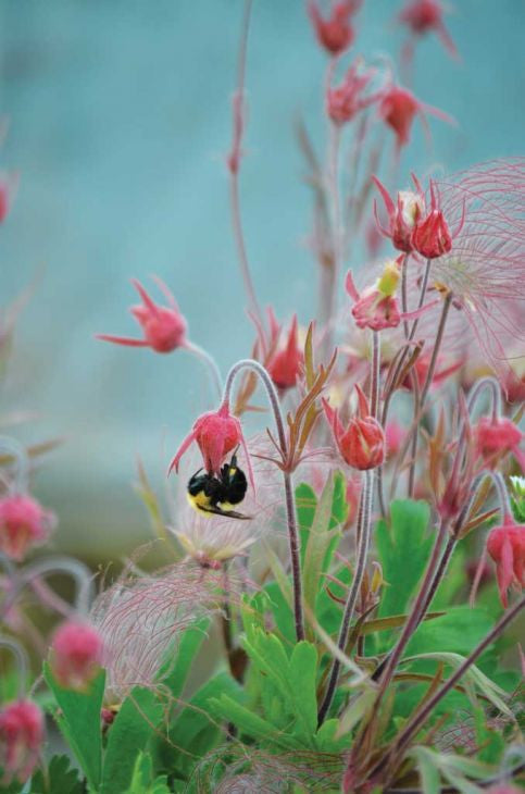 Prairie Moon Nursery - Prairie Smoke