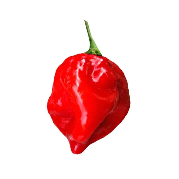 Sandia Seed Company - Habanero Red Caribbean