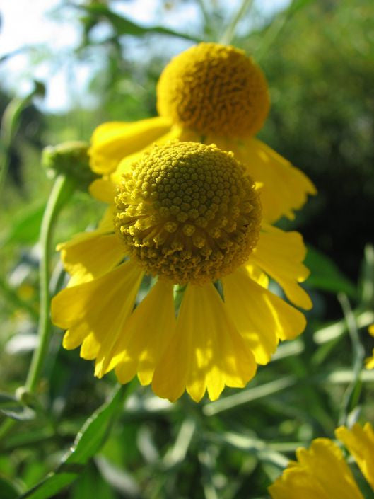 Prairie Moon Nursery - Sneezeweed