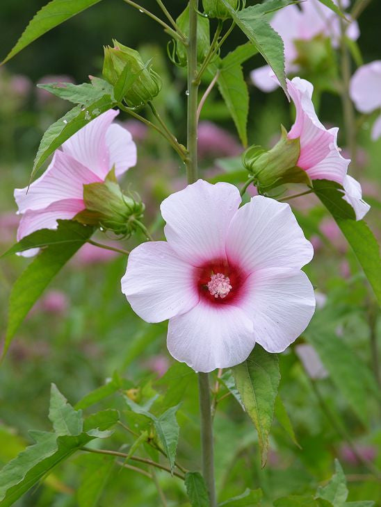 Prairie Moon Nursery - Rose Mallow