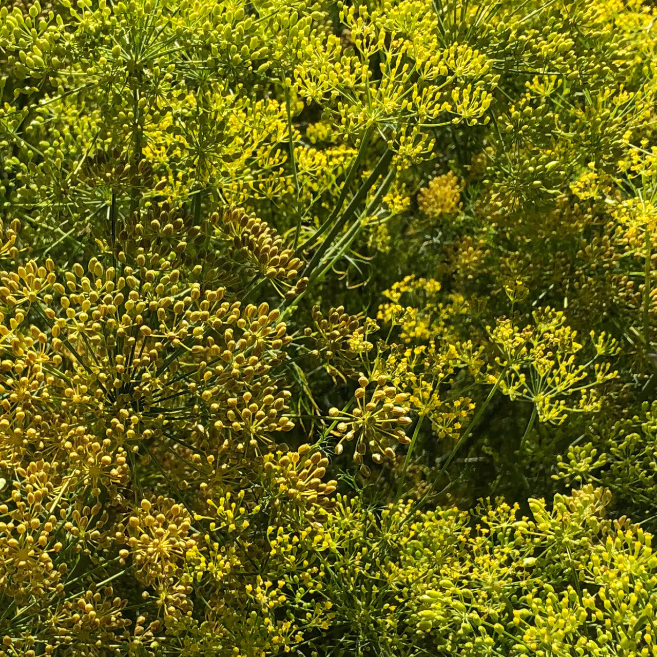 Native Seeds - Inojo (Dill)