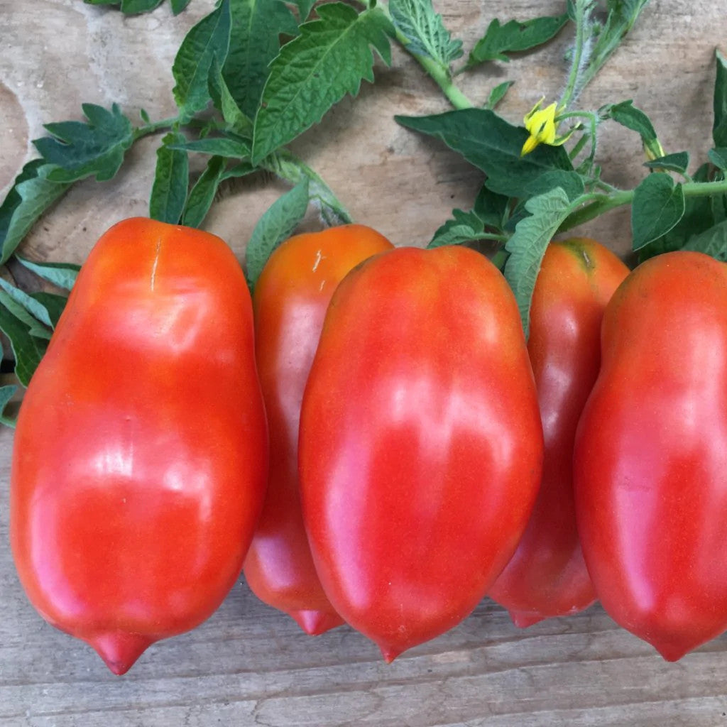 True Love Seeds - San Marzano Tomato