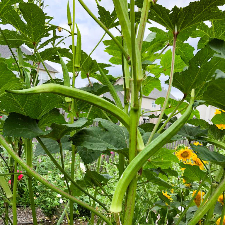 True Love Seeds - Indian Bhindi